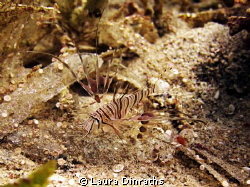 Baby lionfish by Laura Dinraths 